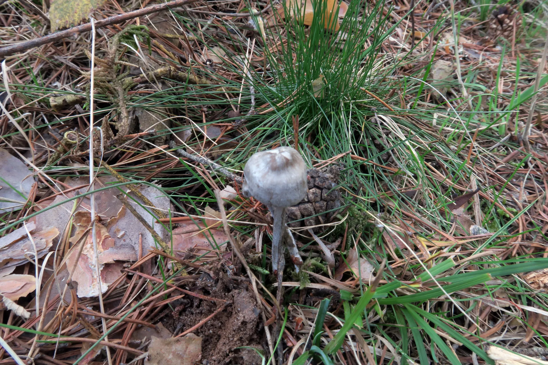 Tephrocybe rancida - 1 - IMG_2296